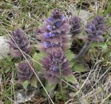 Ajuga orientalis