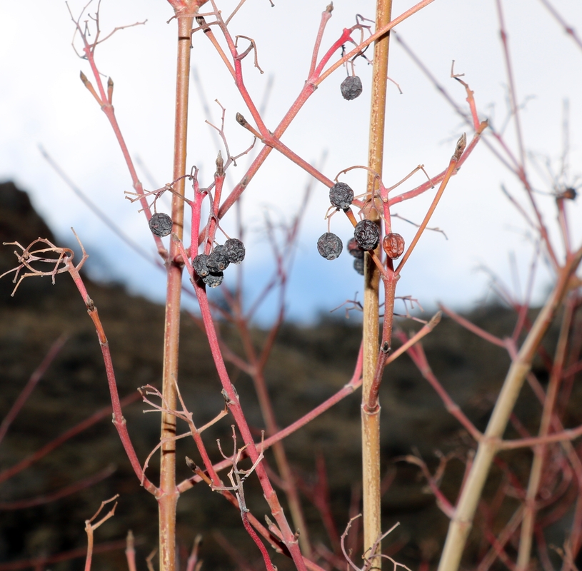 Изображение особи Swida sanguinea.