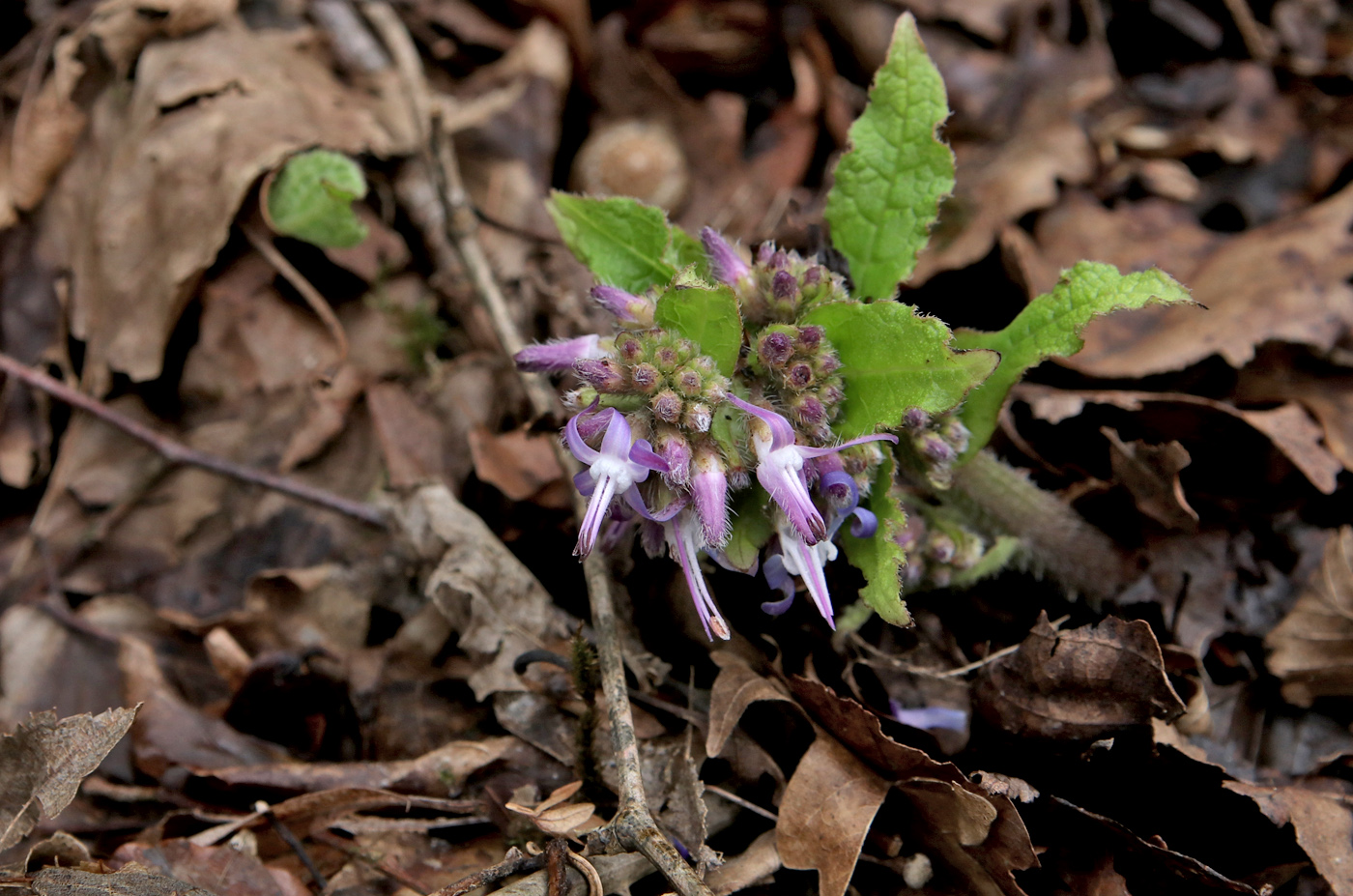 Изображение особи Trachystemon orientalis.