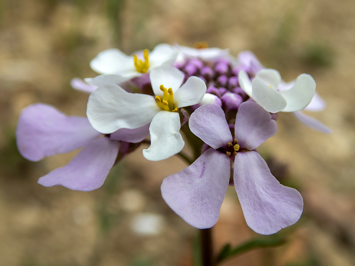 Image of Iberis simplex specimen.