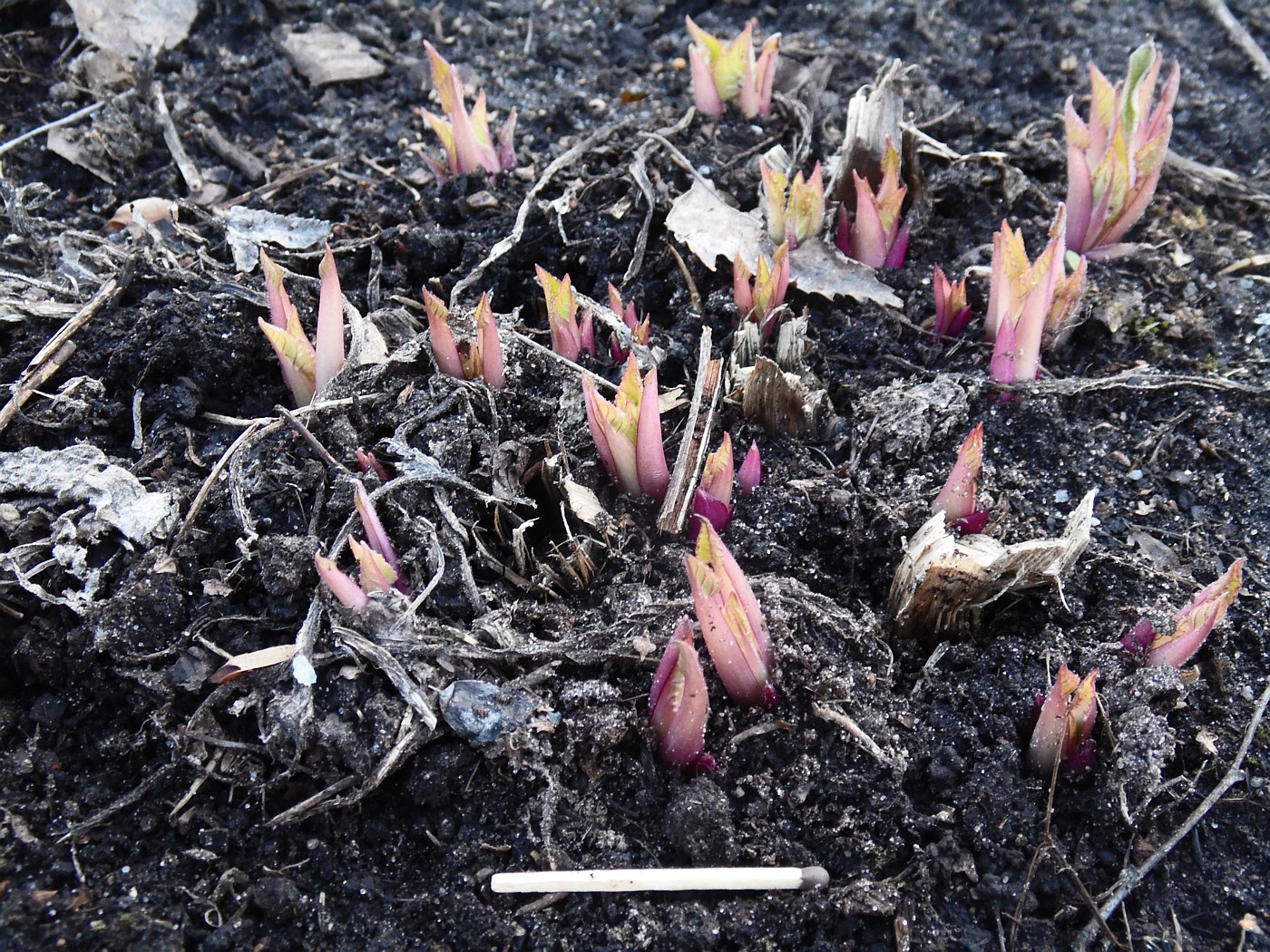Image of Silphium perfoliatum specimen.