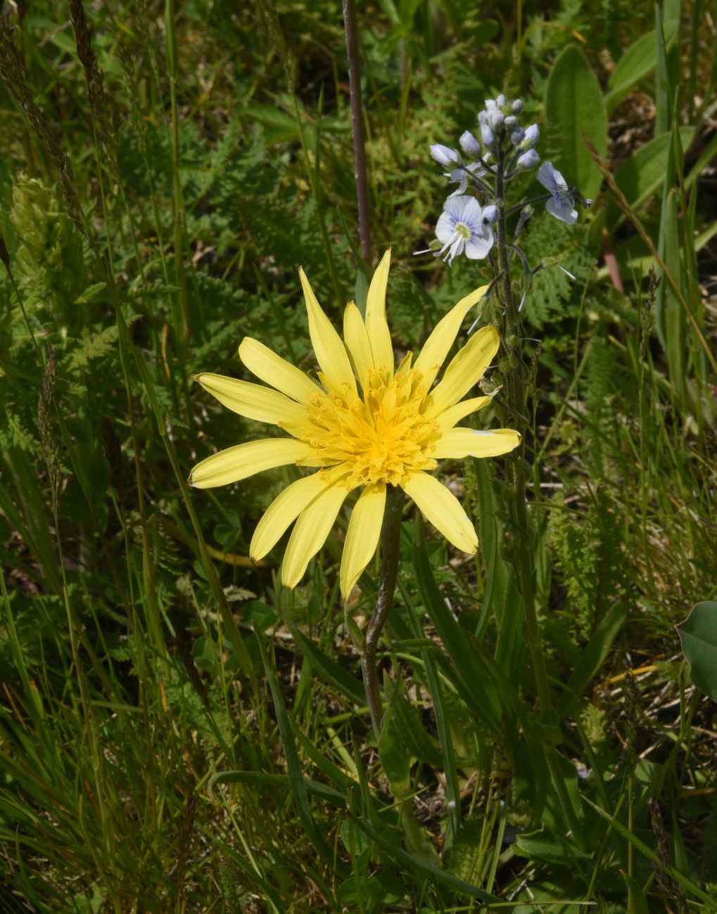 Изображение особи род Tragopogon.