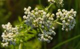 genus Achillea