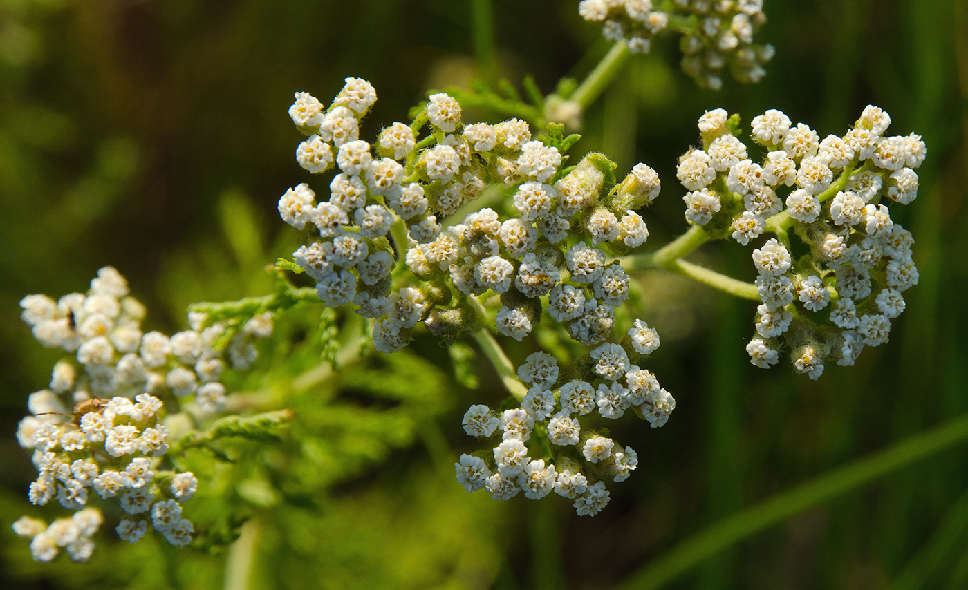 Image of genus Achillea specimen.