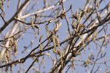 Populus suaveolens