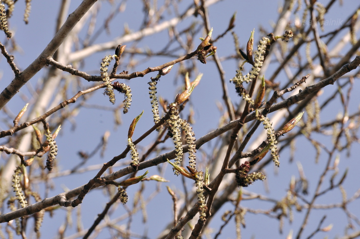 Image of Populus suaveolens specimen.