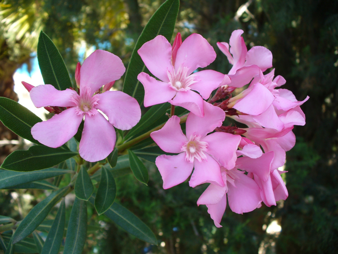 Изображение особи Nerium oleander.