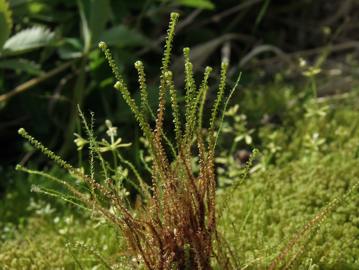 Image of Paludella squarrosa specimen.