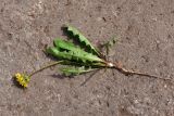 Taraxacum distantilobum. Выкопанное цветущее растение. Свердловская обл., окр. г. Североуральск, дачный участок. 12.06.2024.