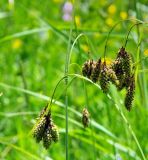 род Carex