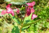 Impatiens glandulifera