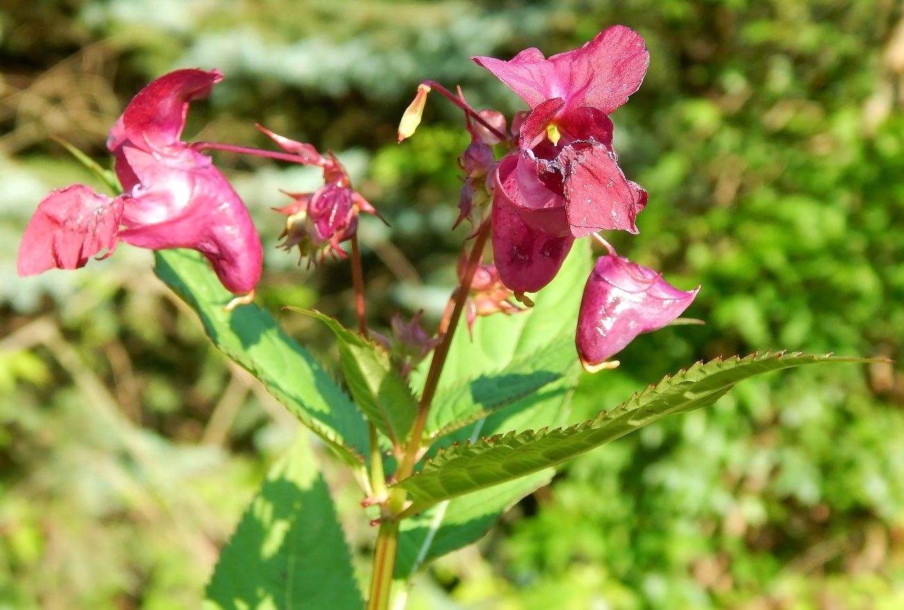 Изображение особи Impatiens glandulifera.