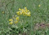 Primula macrocalyx. Цветущие растения. Крым, Караби-яйла, ур. Чигенитра, поляна. 16.05.2026.