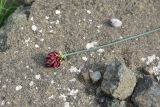 род Allium