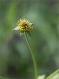 Geum urbanum