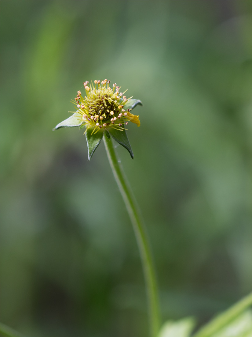 Image of Geum urbanum specimen.