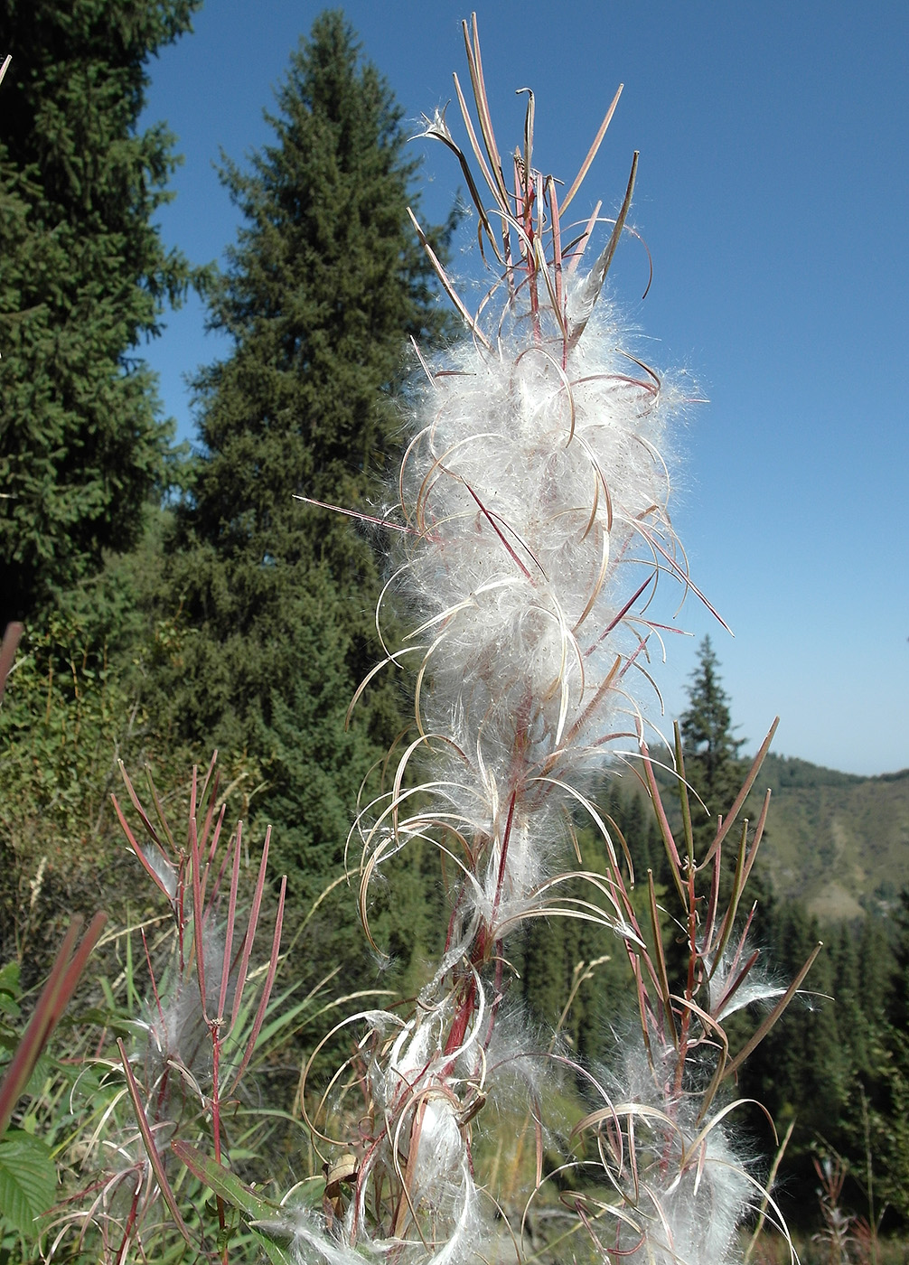 Image of Chamaenerion angustifolium specimen.