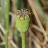 View full-size image Papaver stevenianum
