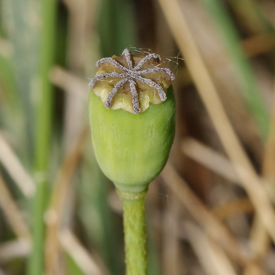 Image of Papaver stevenianum specimen.