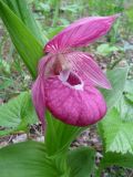 Cypripedium macranthos