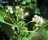 Crataegus dahurica