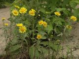 Inula britannica