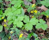 Waldsteinia ternata subspecies maximowicziana