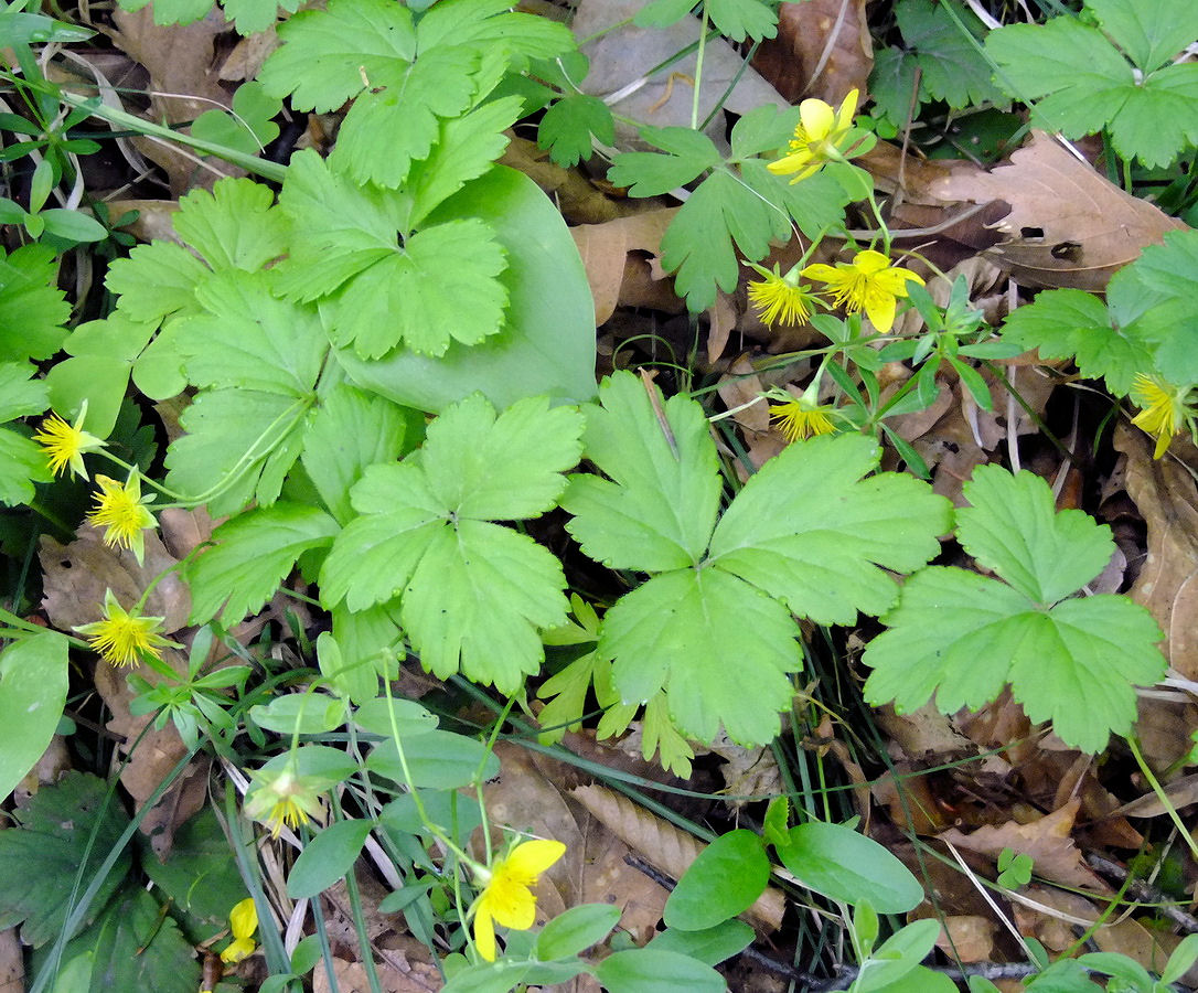 Изображение особи Waldsteinia ternata ssp. maximowicziana.