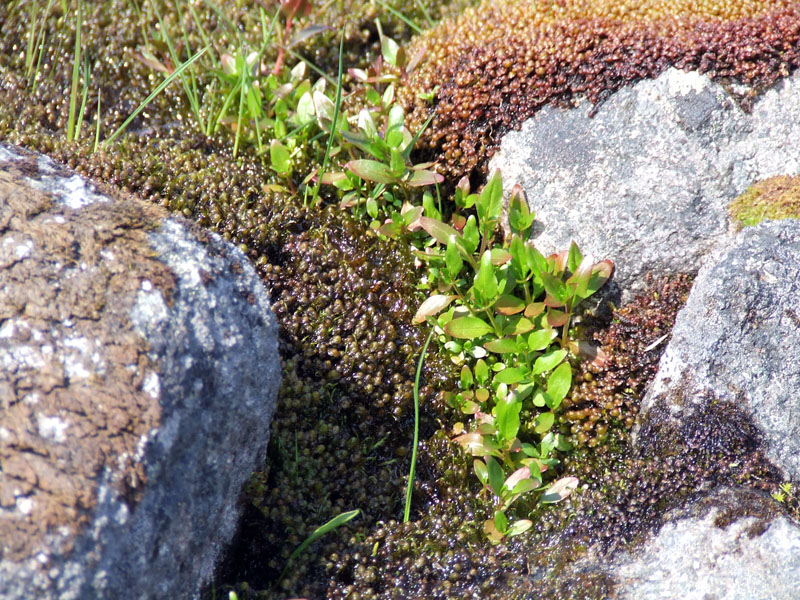 Изображение особи род Epilobium.