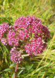 Hylotelephium triphyllum. Соцветие. Новосибирская обл., Искитимский р-н, окр. пгт Линёво, степная балка \"Титов Лог\". 6 августа 2011 г.