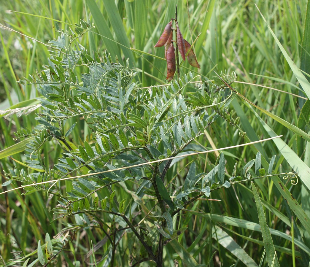 Изображение особи Vicia tenuifolia.