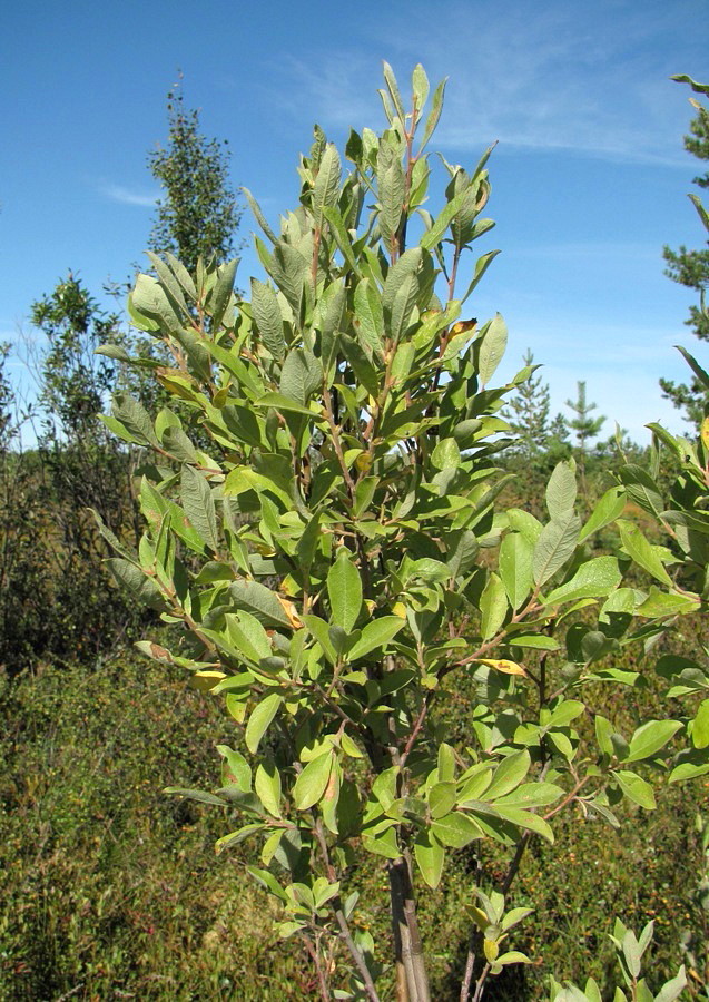 Изображение особи Salix × laurina.