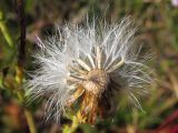 Senecio tauricus