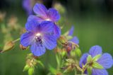 Geranium pratense