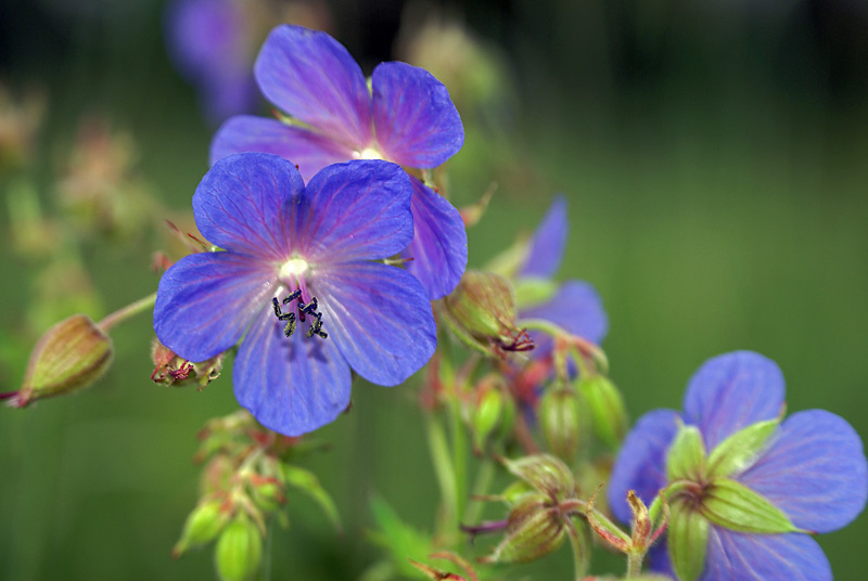 Изображение особи Geranium pratense.