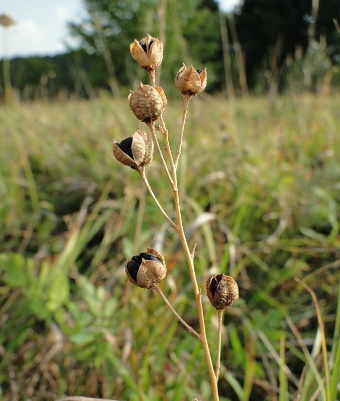 Изображение особи Anthericum ramosum.