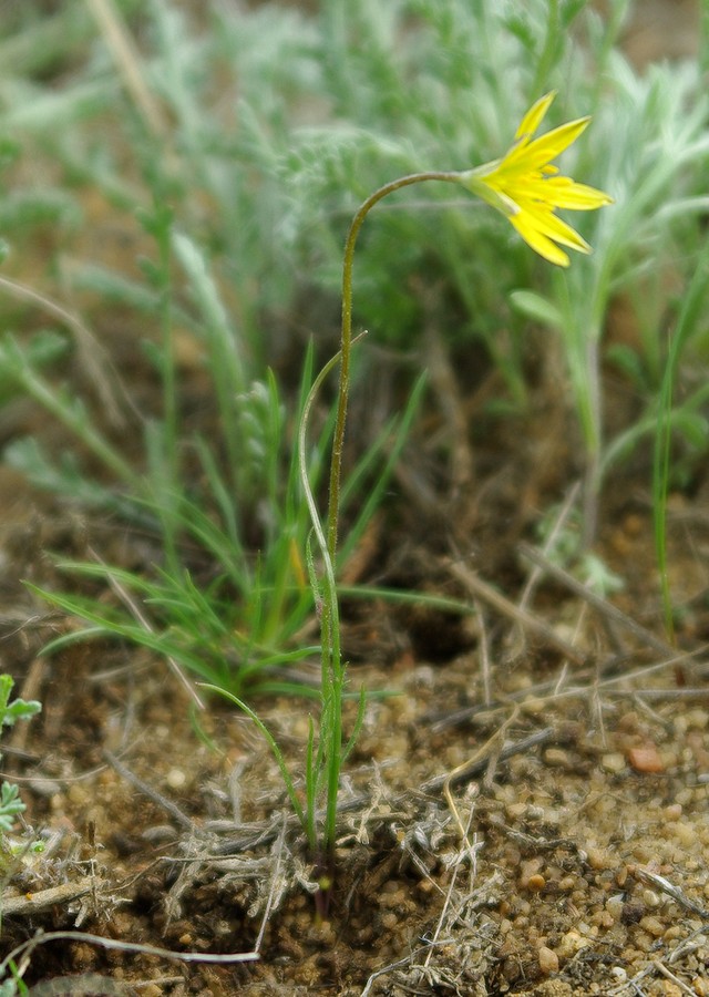 Изображение особи Gagea bulbifera.