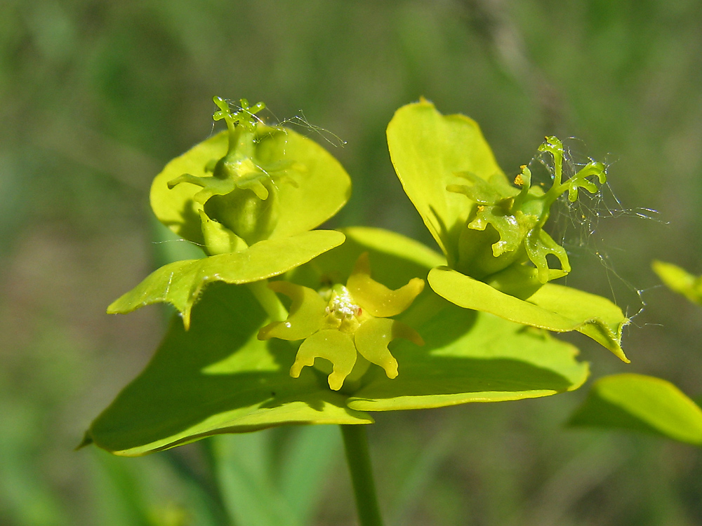 Изображение особи Euphorbia virgata.