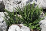 Dryopteris villarii