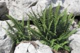 Dryopteris villarii. Спороносящее растение в расщелинах между камнями. Горный Крым, Бабуган-Яйла. 24 августа 2011 г.