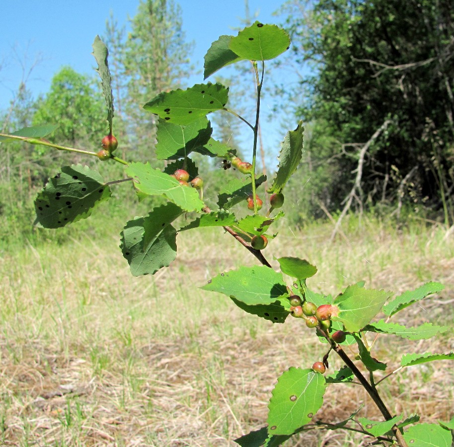 Изображение особи Populus tremula.