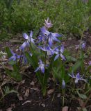 Scilla rosenii