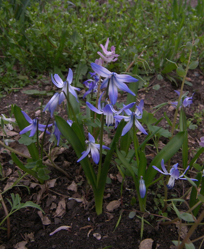 Изображение особи Scilla rosenii.