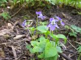 Viola riviniana