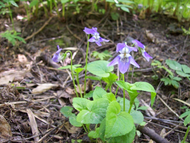 Изображение особи Viola riviniana.