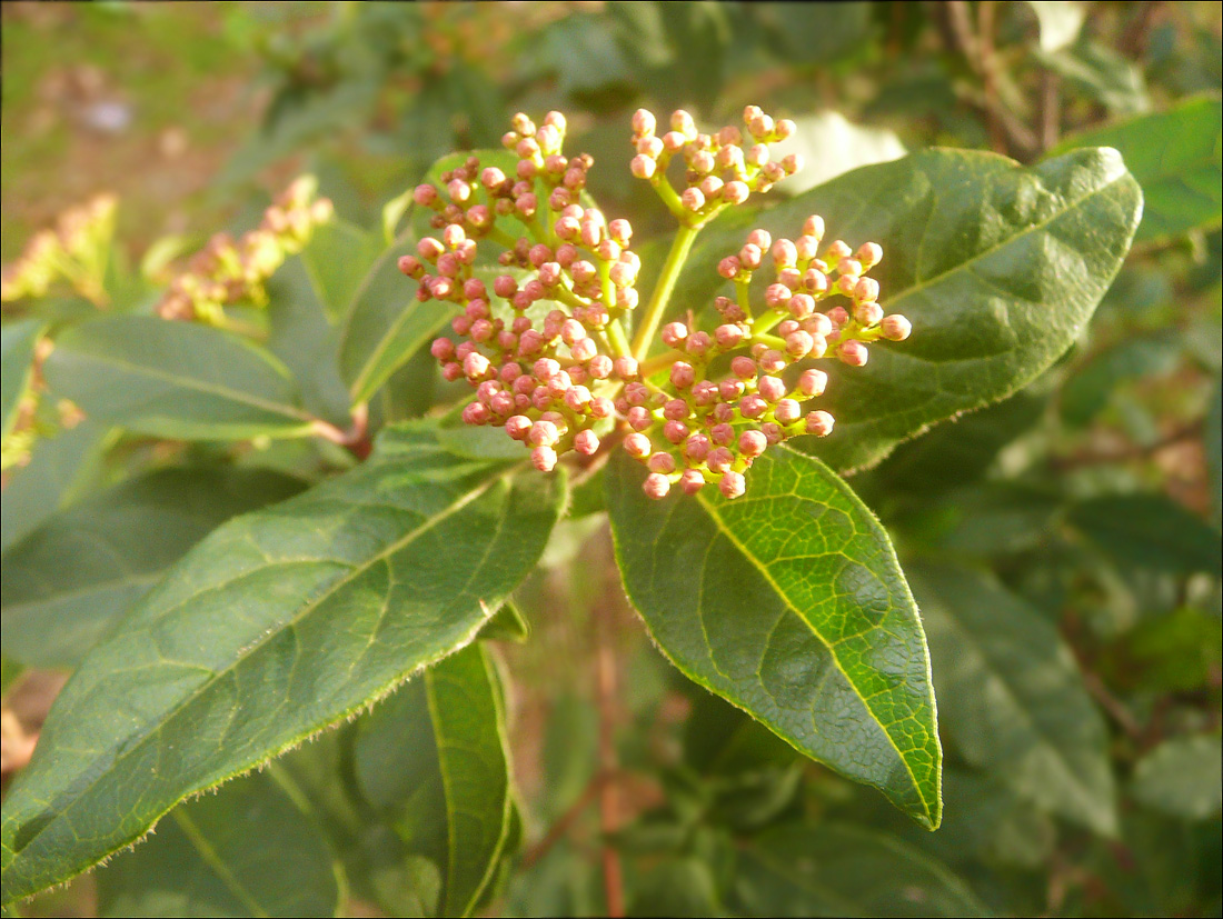 Изображение особи Viburnum tinus.