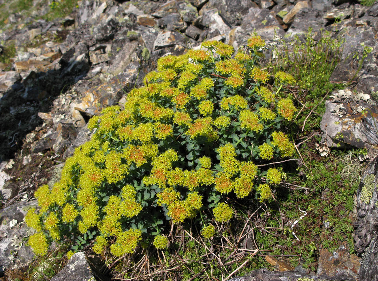 Изображение особи Rhodiola rosea.