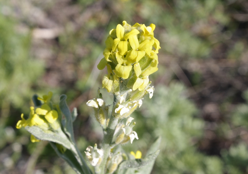 Изображение особи Fibigia eriocarpa.