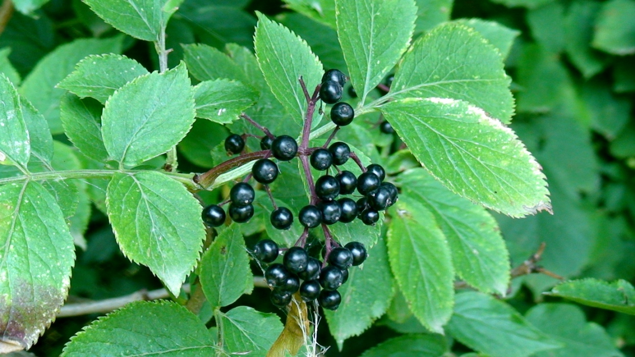 Image of Sambucus nigra specimen.