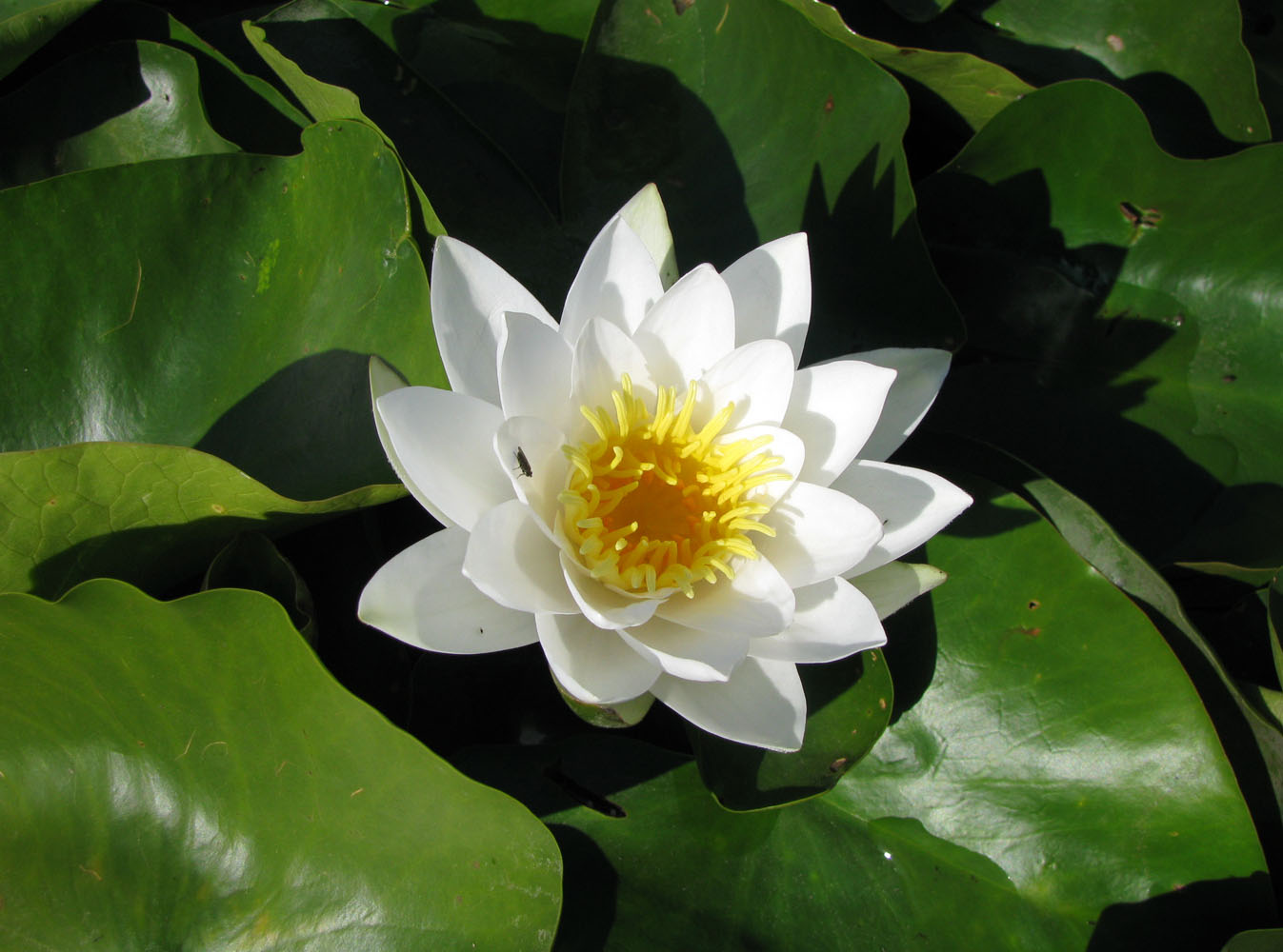 Image of Nymphaea alba specimen.